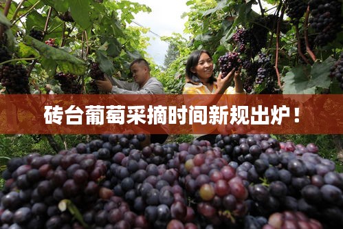 磚臺葡萄采摘時間新規出爐!