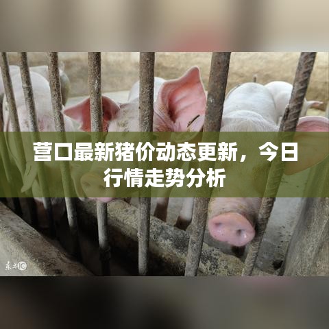 營口最新豬價動態更新，今日行情走勢分析