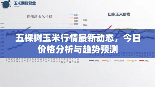 五棵樹玉米行情最新動態，今日價格分析與趨勢預測