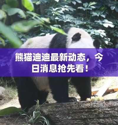 熊貓迪迪最新動態,今日消息搶先看!