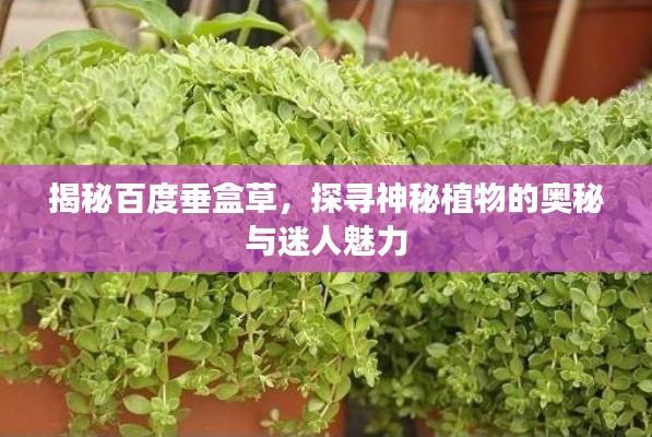 揭秘百度垂盒草,探尋神秘植物的奧秘與迷人魅力
