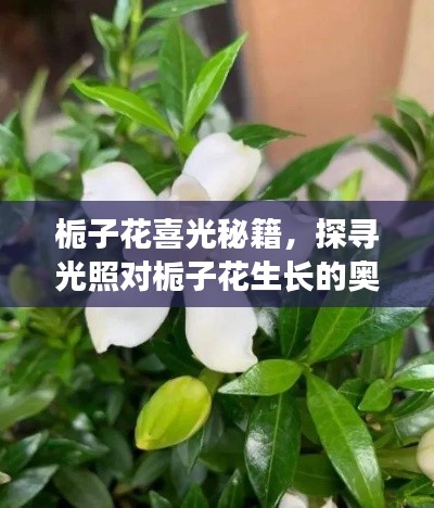 梔子花喜光秘籍,探尋光照對梔子花生長的奧秘影響