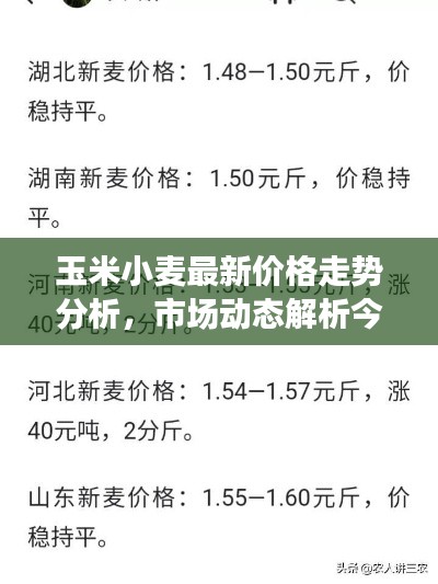 玉米小麥最新價格走勢分析，市場動態解析今日行情