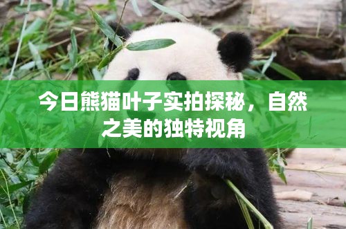 今日熊貓葉子實拍探秘，自然之美的獨特視角