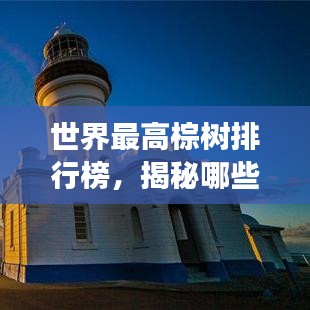 世界最高棕樹排行榜,揭秘哪些棕樹高聳入云!