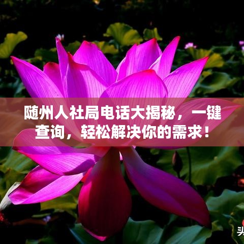 隨州人社局電話大揭秘,一鍵查詢,輕松解決你的需求!