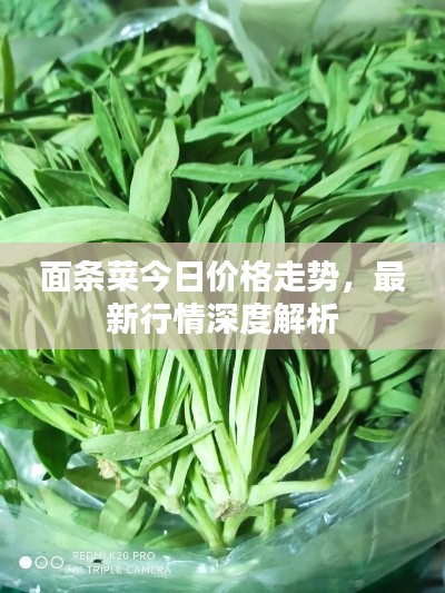 面條菜今日價格走勢，最新行情深度解析