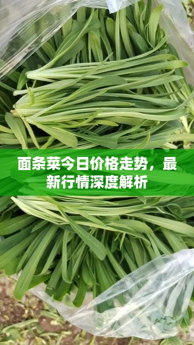 面條菜今日價格走勢,最新行情深度解析