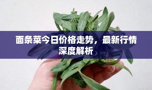 面條菜今日價格走勢,最新行情深度解析