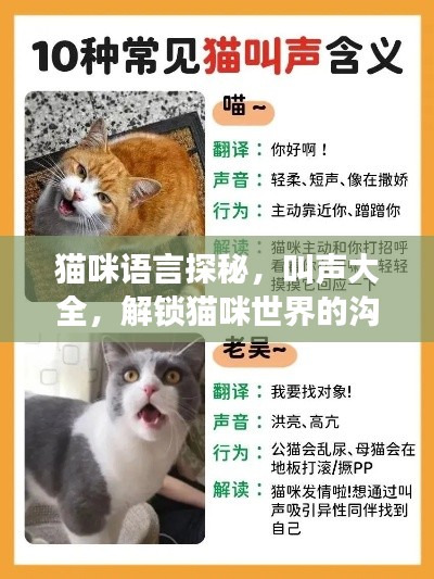 貓咪語言探秘,叫聲大全,解鎖貓咪世界的溝通密碼!