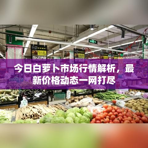 今日白蘿卜市場行情解析,最新價格動態(tài)一網(wǎng)打盡