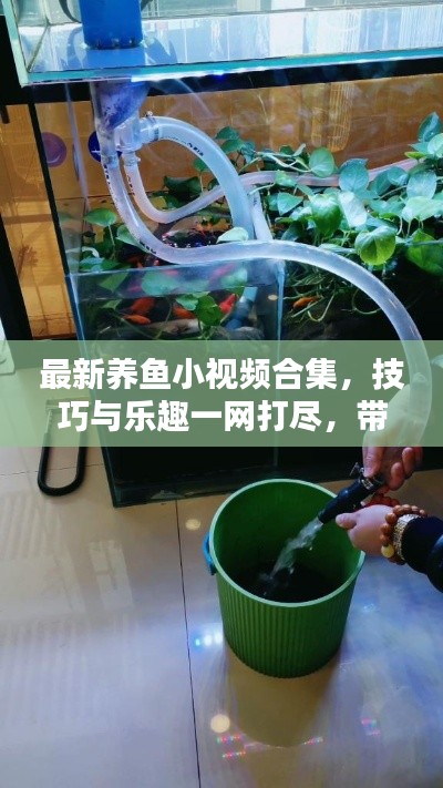 最新養魚小視頻合集,技巧與樂趣一網打盡,帶你領略養魚新境界