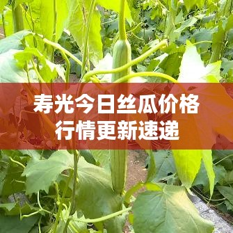 壽光今日絲瓜價格行情更新速遞