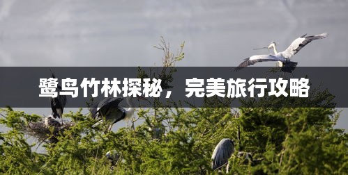 鷺鳥竹林探秘,完美旅行攻略