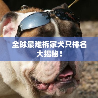 全球最難拆家犬只排名大揭秘!