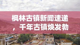 楓林古鎮新聞速遞,千年古鎮煥發勃勃生機