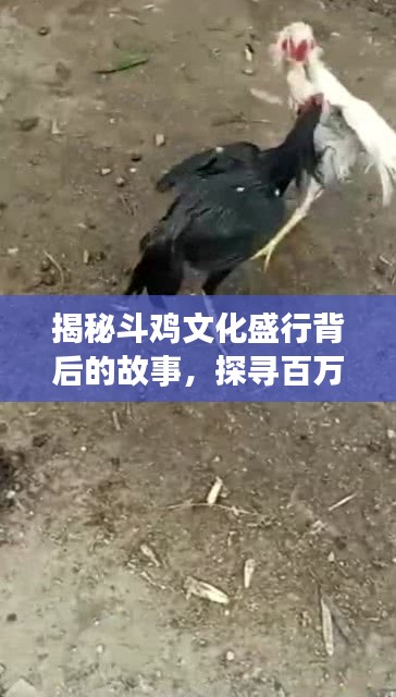 揭秘斗雞文化盛行背后的故事，探尋百萬斗雞的傳奇之旅