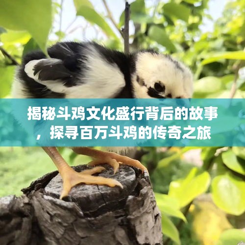 揭秘斗雞文化盛行背后的故事,探尋百萬斗雞的傳奇之旅