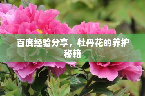 百度經驗分享,牡丹花的養護秘籍