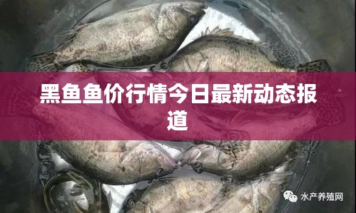 黑魚(yú)魚(yú)價(jià)行情今日最新動(dòng)態(tài)報(bào)道