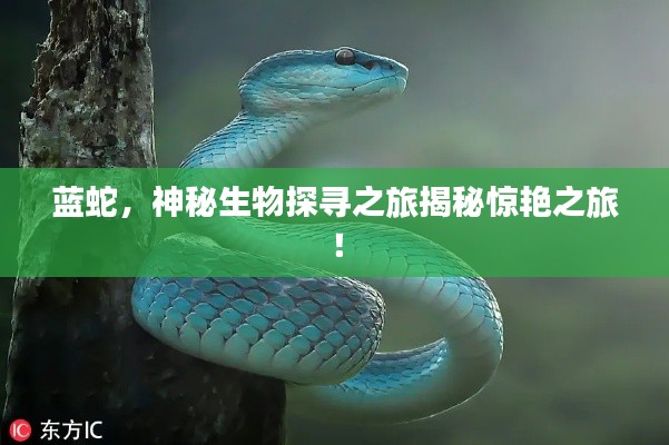 藍蛇，神秘生物探尋之旅揭秘驚艷之旅！