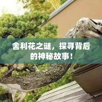 舍利花之謎，探尋背后的神秘故事！