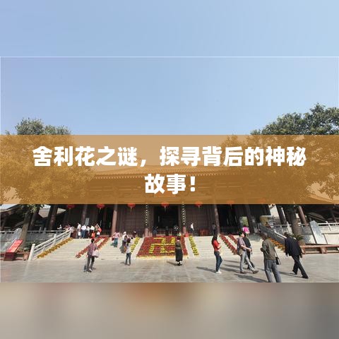 舍利花之謎,探尋背后的神秘故事!