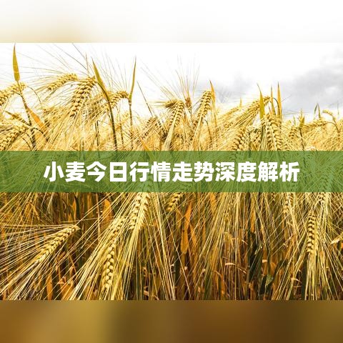 小麥今日行情走勢深度解析