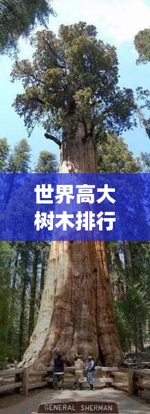 世界高大樹木排行榜,震撼人心的巨樹榜單!