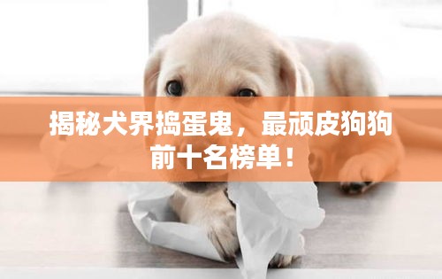 揭秘犬界搗蛋鬼,最頑皮狗狗前十名榜單!
