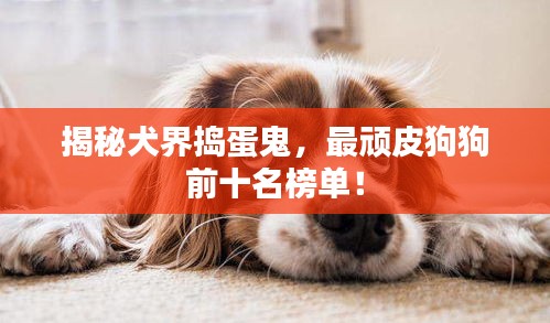 揭秘犬界搗蛋鬼，最頑皮狗狗前十名榜單！
