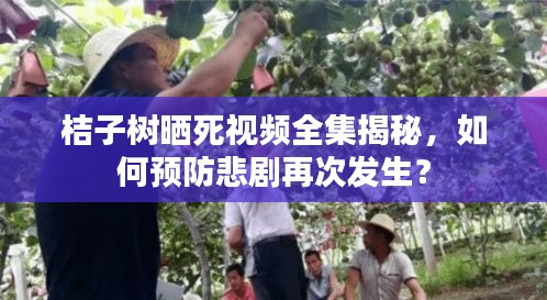 桔子樹曬死視頻全集揭秘，如何預防悲劇再次發生？