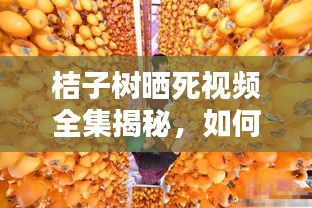 桔子樹曬死視頻全集揭秘,如何預防悲劇再次發生?