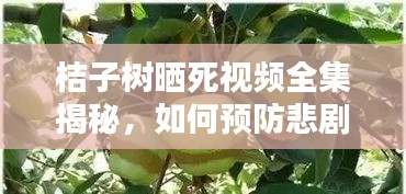 桔子樹曬死視頻全集揭秘,如何預防悲劇再次發生?