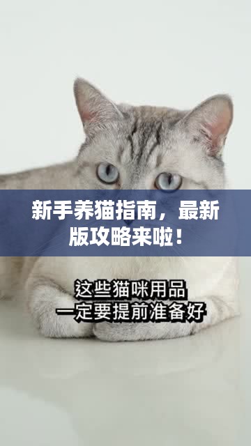 新手養貓指南，最新版攻略來啦！