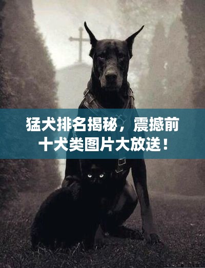 猛犬排名揭秘，震撼前十犬類圖片大放送！