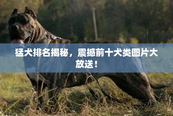 猛犬排名揭秘,震撼前十犬類圖片大放送!