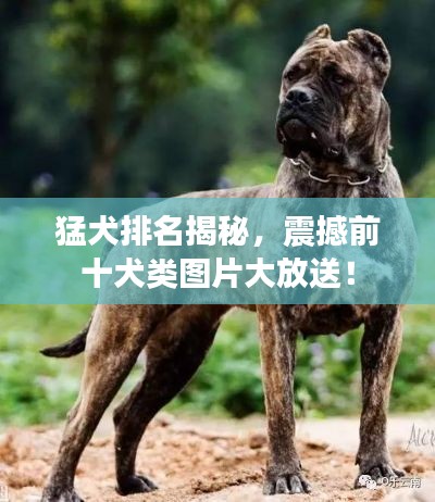猛犬排名揭秘,震撼前十犬類圖片大放送!