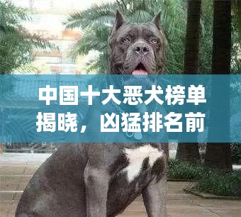 中國十大惡犬榜單揭曉,兇猛排名前十的犬種全解析
