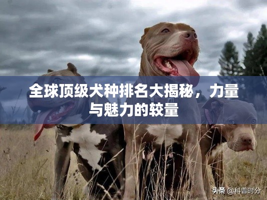 全球頂級犬種排名大揭秘，力量與魅力的較量