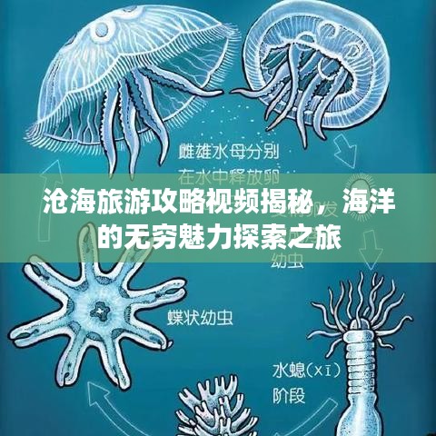 滄海旅游攻略視頻揭秘,海洋的無窮魅力探索之旅