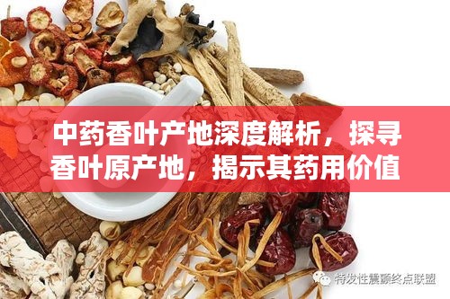 中藥香葉產(chǎn)地深度解析，探尋香葉原產(chǎn)地，揭示其藥用價(jià)值
