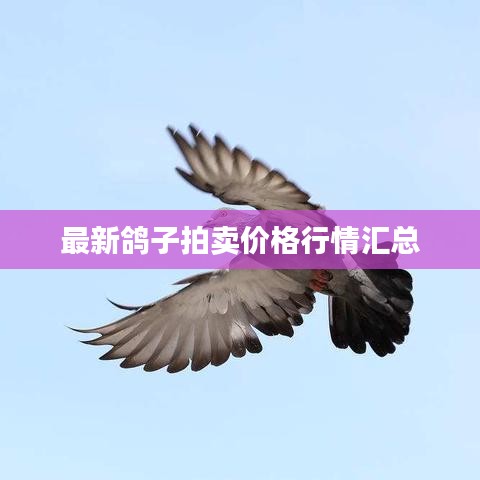 最新鴿子拍賣價格行情匯總