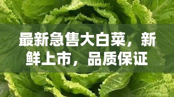 最新急售大白菜,新鮮上市,品質(zhì)保證!