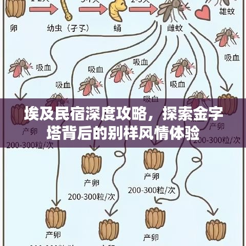 埃及民宿深度攻略，探索金字塔背后的別樣風情體驗