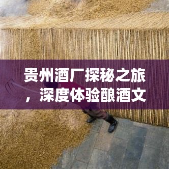 貴州酒廠探秘之旅,深度體驗釀酒文化,盡享獨特風光!