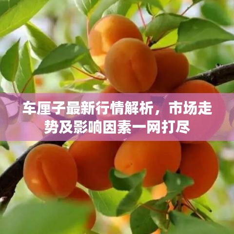 車厘子最新行情解析,市場走勢及影響因素一網打盡