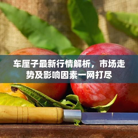 車厘子最新行情解析,市場走勢及影響因素一網打盡