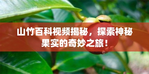 山竹百科視頻揭秘,探索神秘果實的奇妙之旅!
