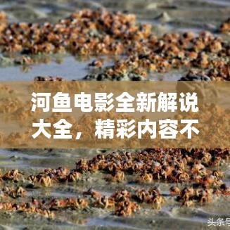 河魚電影全新解說大全，精彩內容不容錯過！